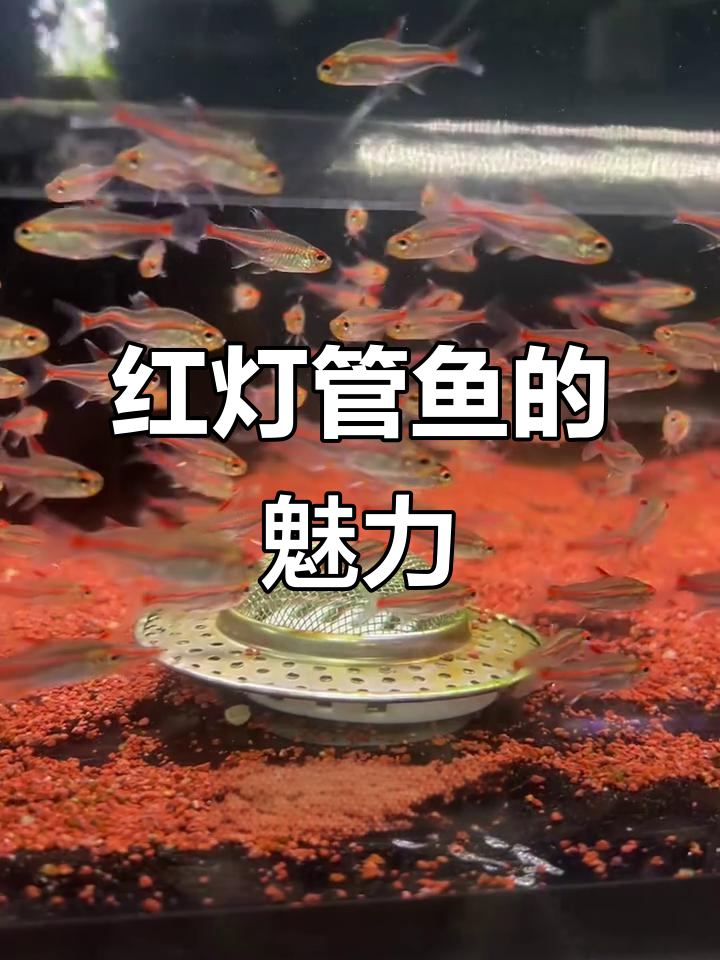 温顺红灯管鱼，美丽荧光让你惊艳