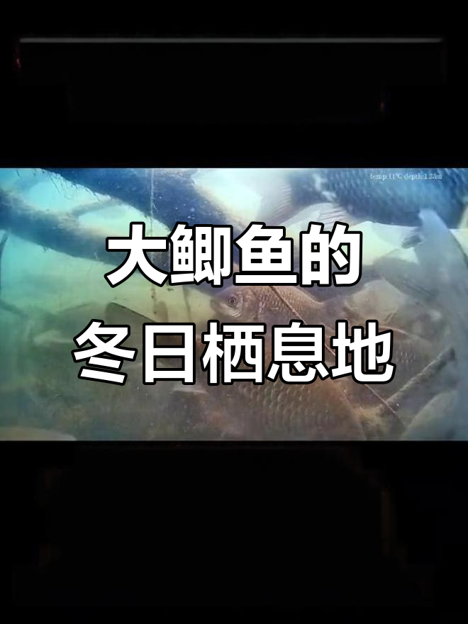 冬季大鲫鱼藏身何处?水下视频揭秘真相