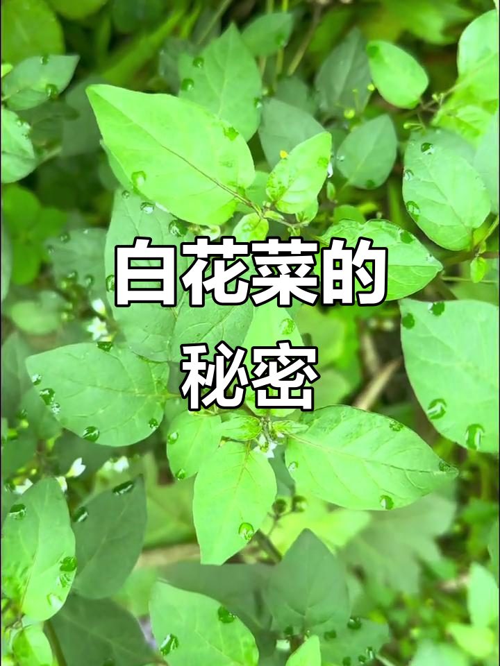 龙葵:白花菜与迷你小柿子的奇妙植物