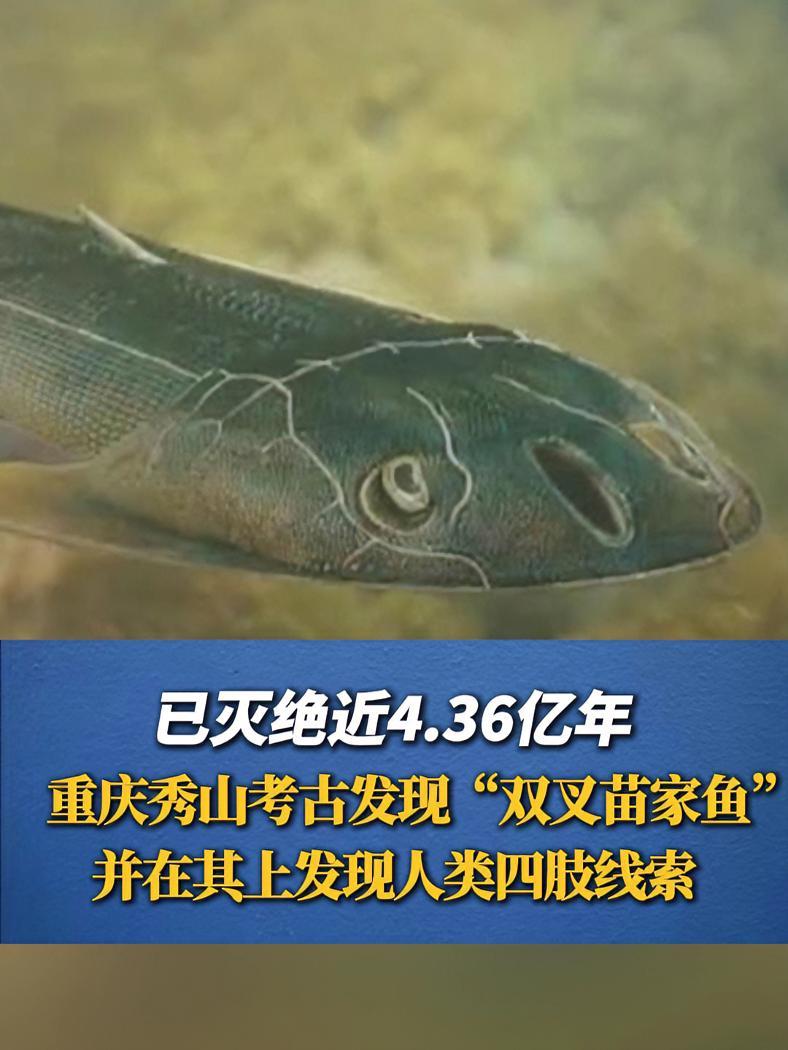 已灭绝近4.36亿年!重庆秀山考古发现“双叉苗家鱼”,并在其上发现人类四肢线索。考古 双叉