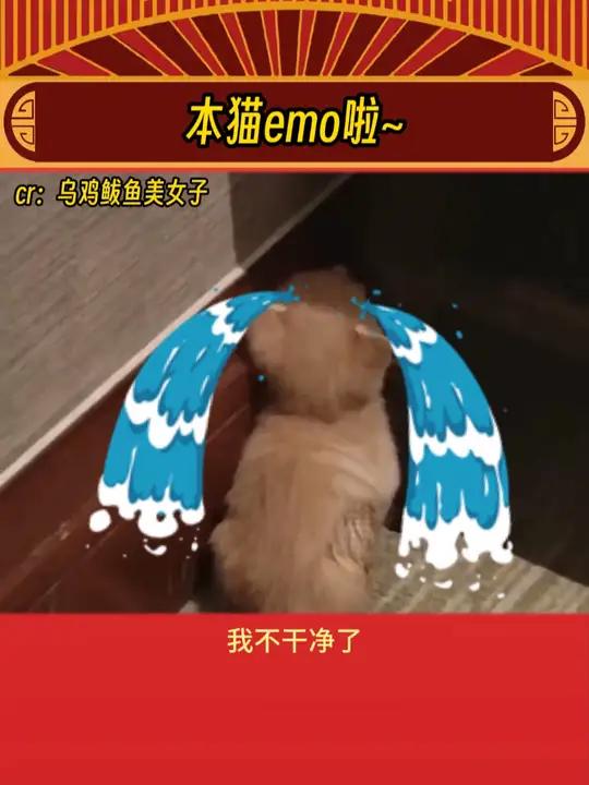 猫猫:这下你满意了吗?猫猫 娱乐评论大赏