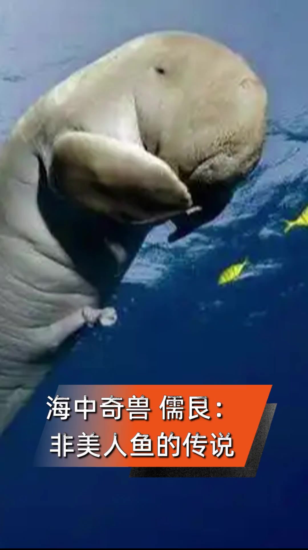 海中奇兽,儒艮:非美人鱼的传说