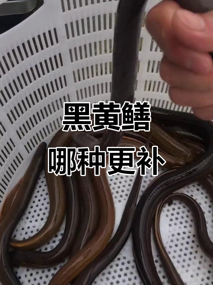 黑色黄鳝比黄色更有营养?看看这些差异