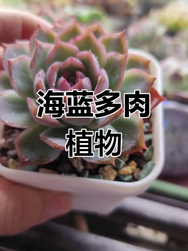 加勒比海蓝的多肉世界