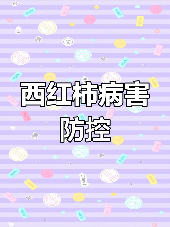 9月番茄病害防治技巧:细菌性褐斑病全解析
