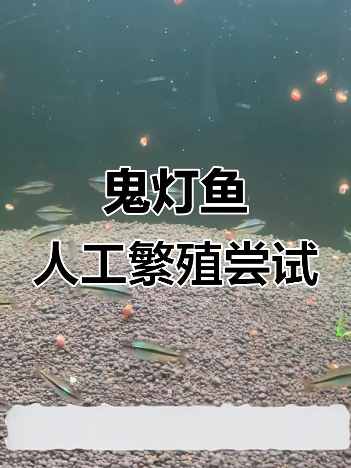 挑战繁殖皇室青魔鬼灯鱼,九个桶能否成功?