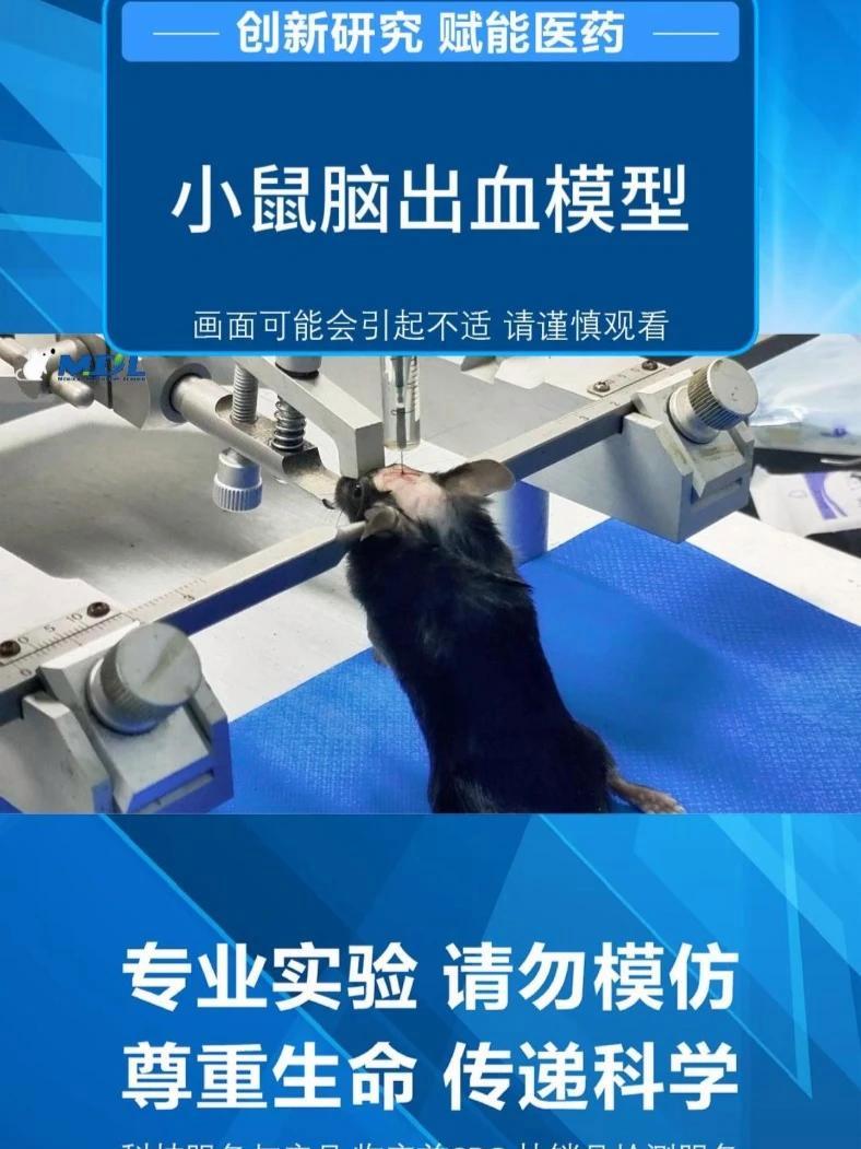 「小鼠脑出血模型构建」首先采集实验鼠血液,并使用微量进样泵精确抽取所需血量。随后,进行手术