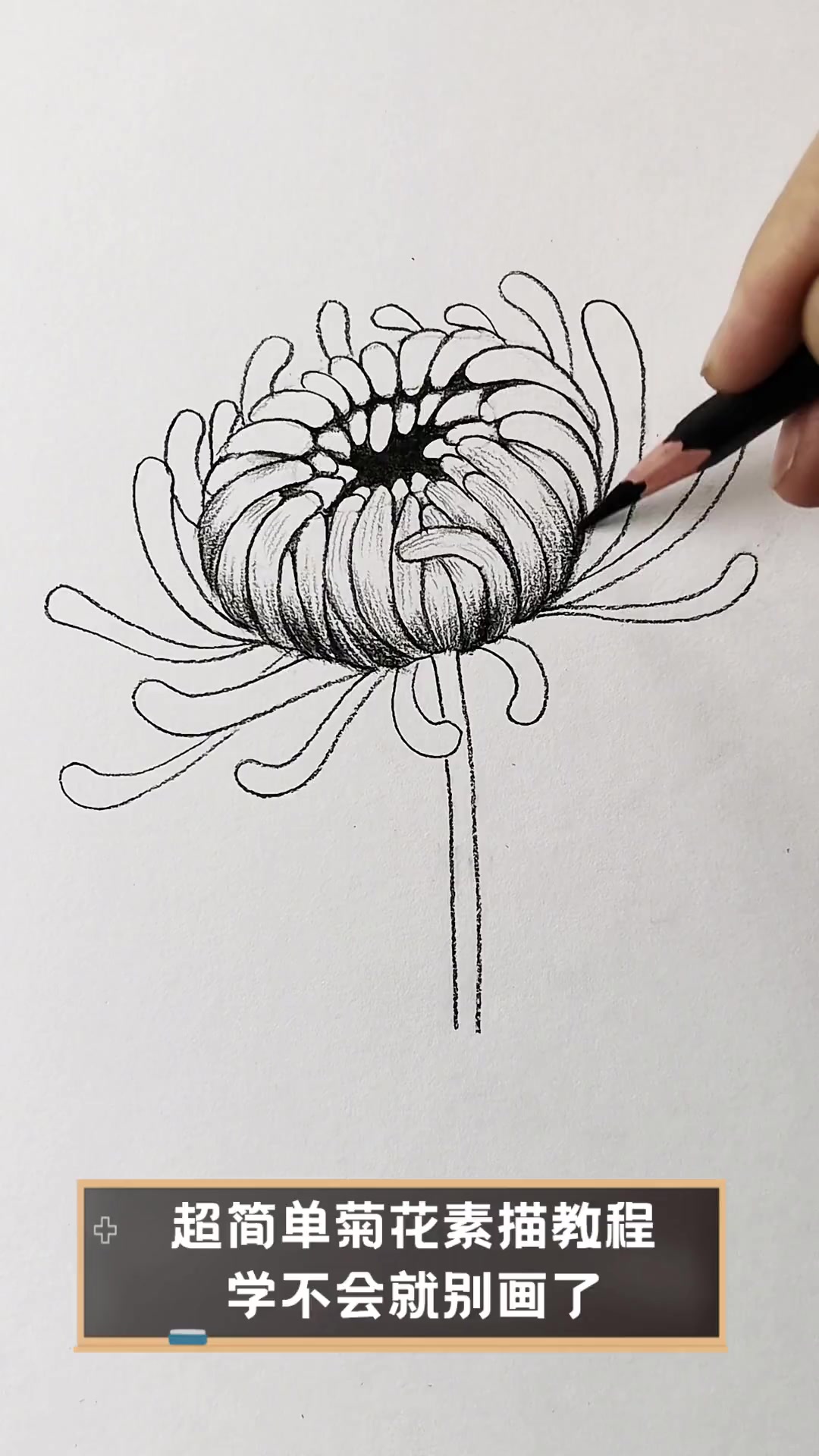 超简单菊花素描教程,学不会就别画了