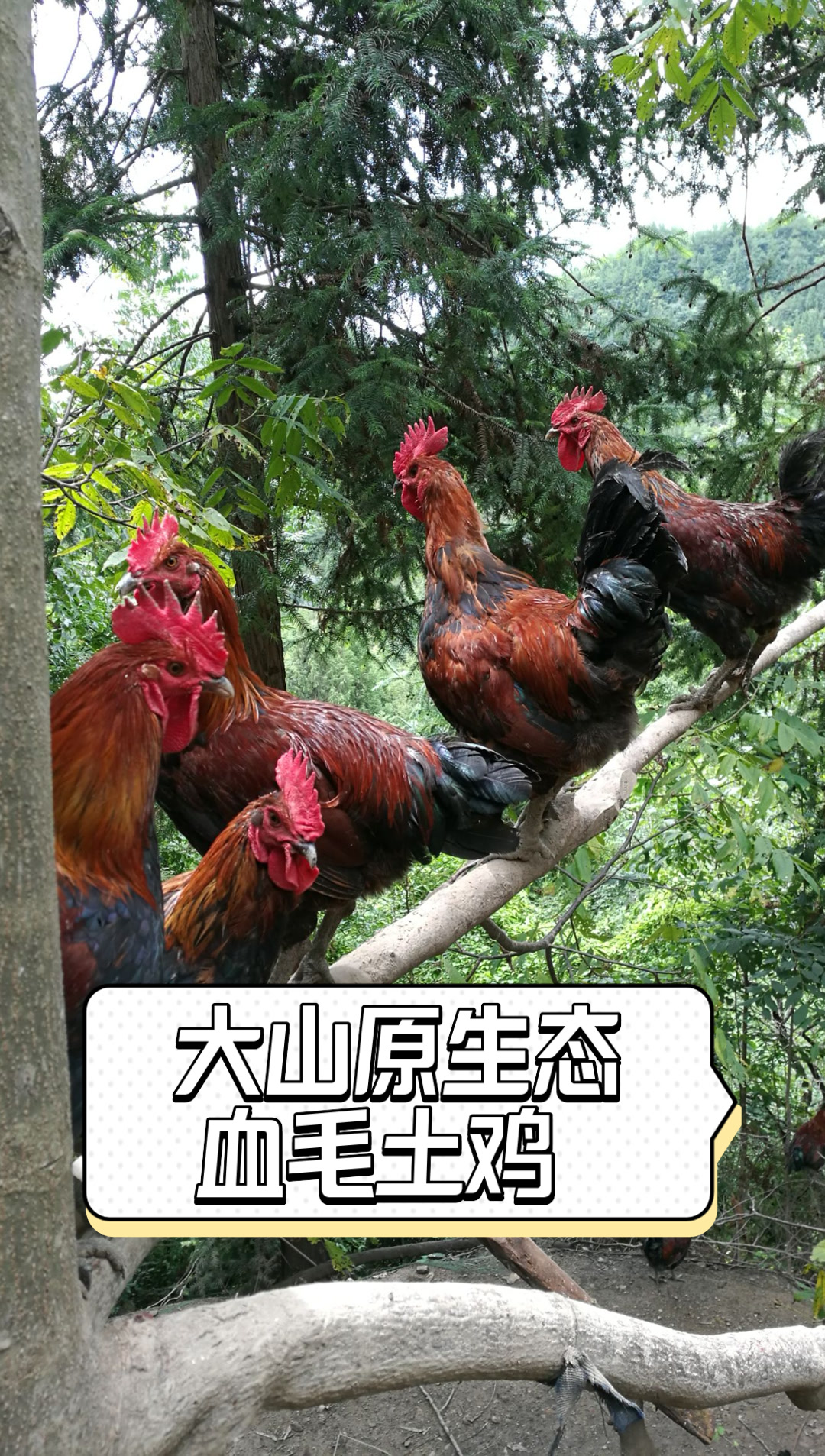 大山原生态血毛土鸡