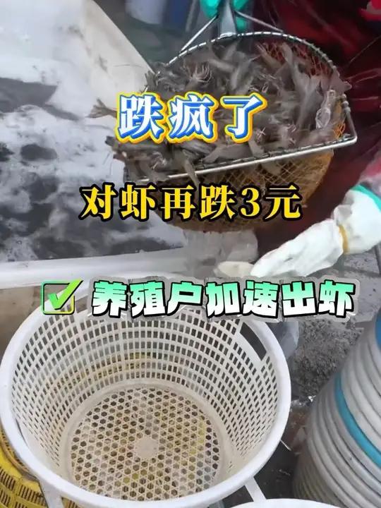对虾连连下跌，养殖户加速出虾。#水产养殖 #对虾养殖 #南美白对虾 #虾价