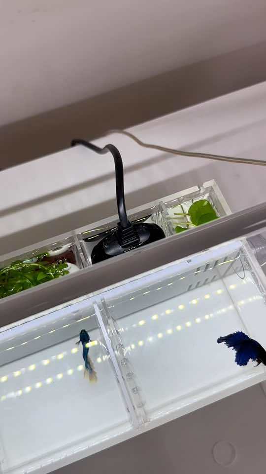 带过滤带增氧带灯的斗鱼缸 泰国斗鱼 斗鱼鱼缸 斗鱼缸