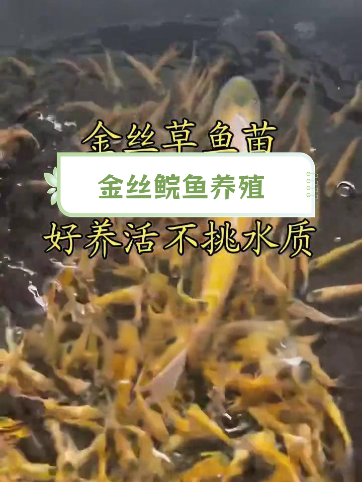俄罗斯金草鱼:肉质鲜美,抗病力强