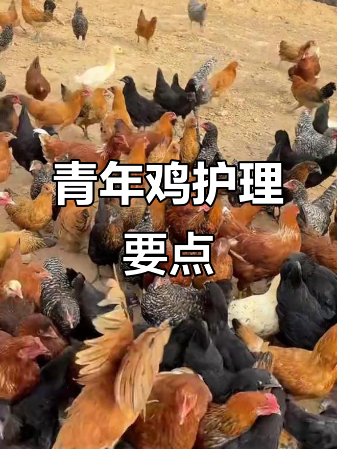 青年鸡到家,精心照料是关键,助力农场顺利起步