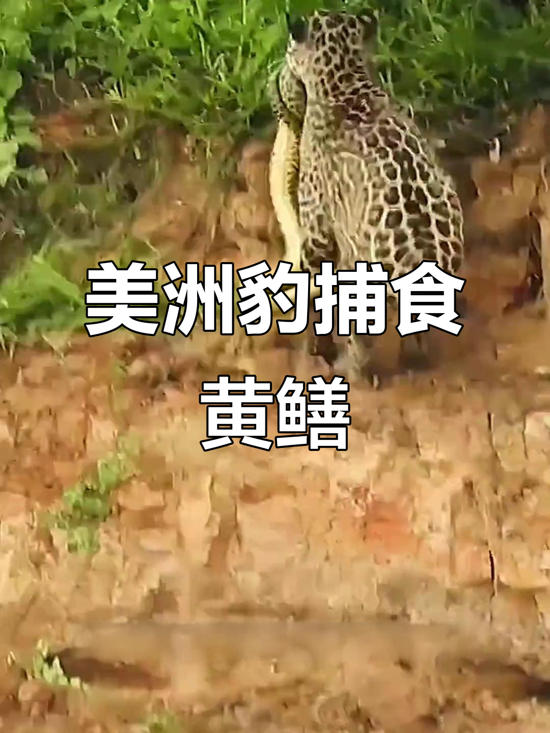 美洲豹勇抓满背纹身大黄鳝，鳄鱼水豚躲过一劫