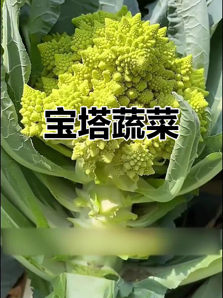 你见过像宝塔一样的菜吗?口感绝佳,比肉还贵!