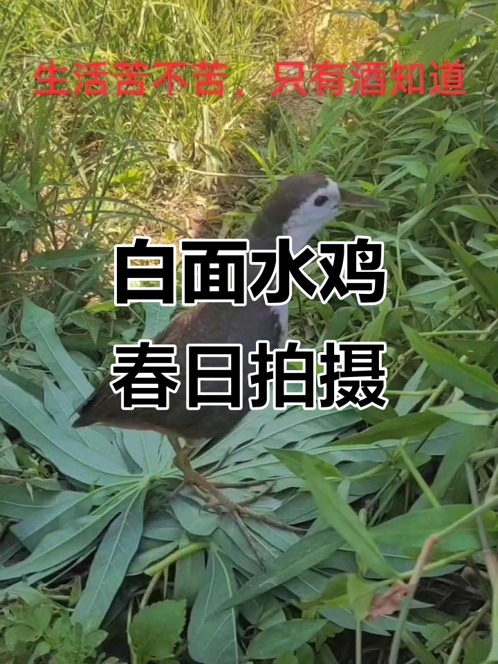 春天户外摄影,捕捉白面水鸡的独特叫声与身影