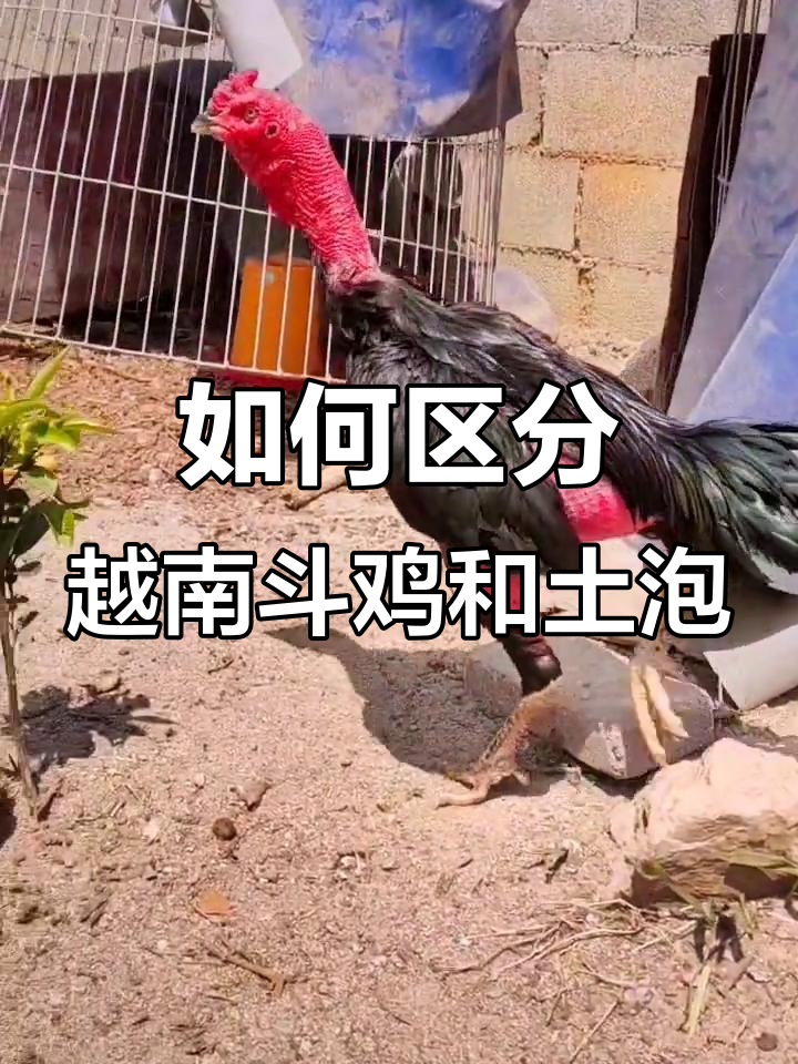 越南斗鸡与土泡的区别,你了解吗?