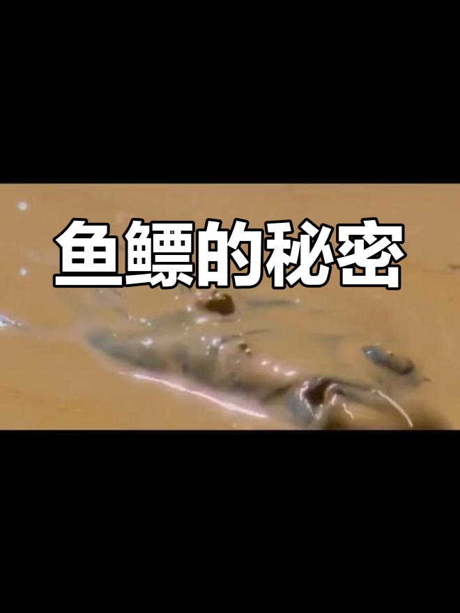鱼鳔的多重功能与作用