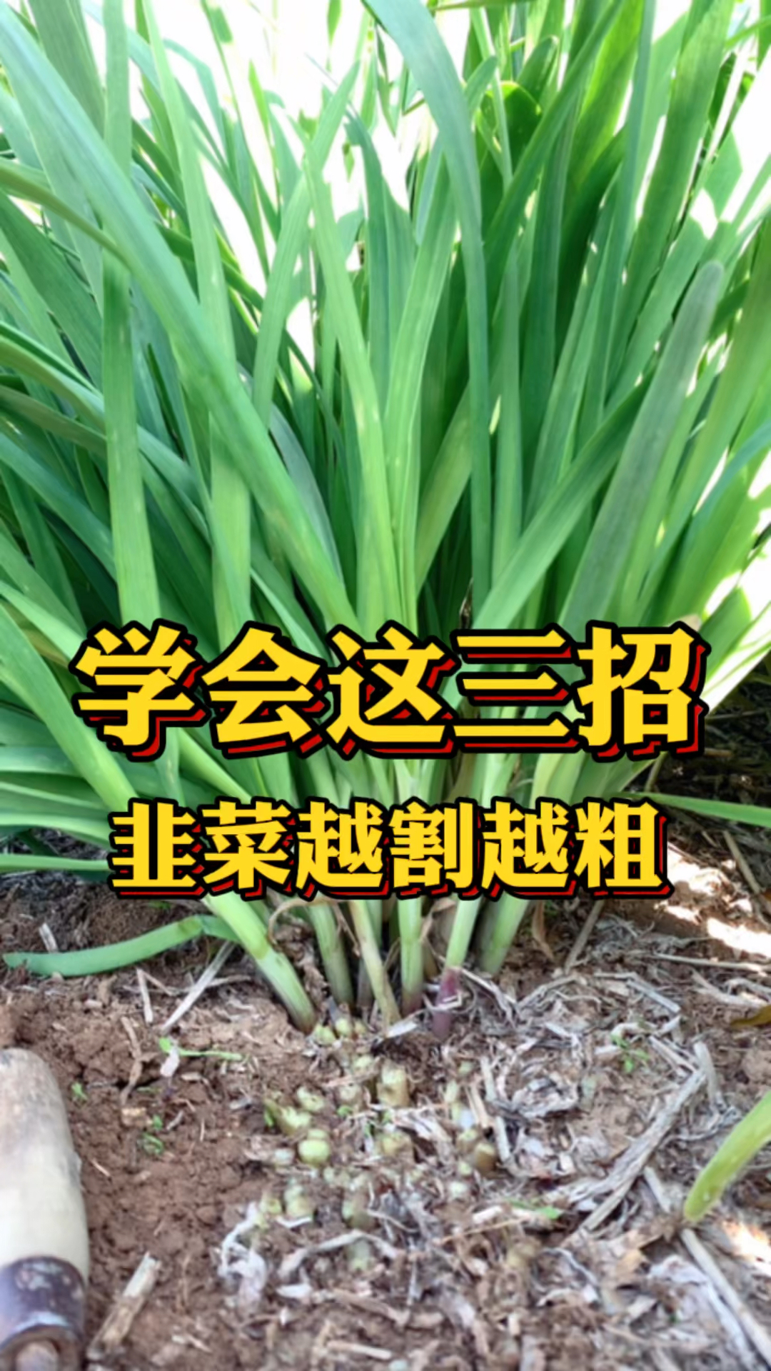 你家种的韭菜是不是越割越细