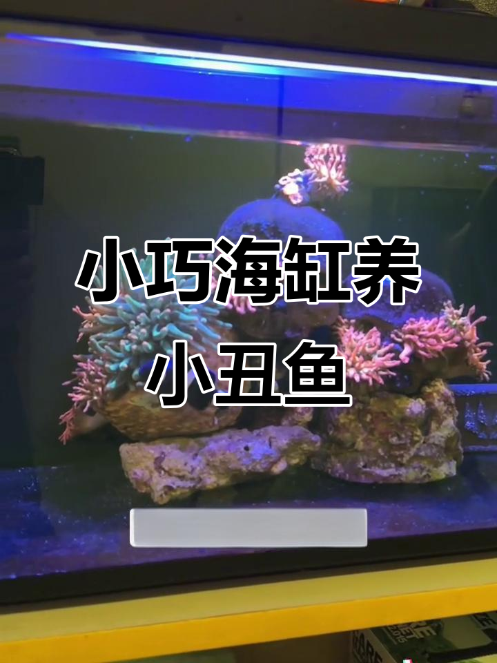 当贝鱼缸海水养殖技巧:小丑鱼与奶嘴搭配