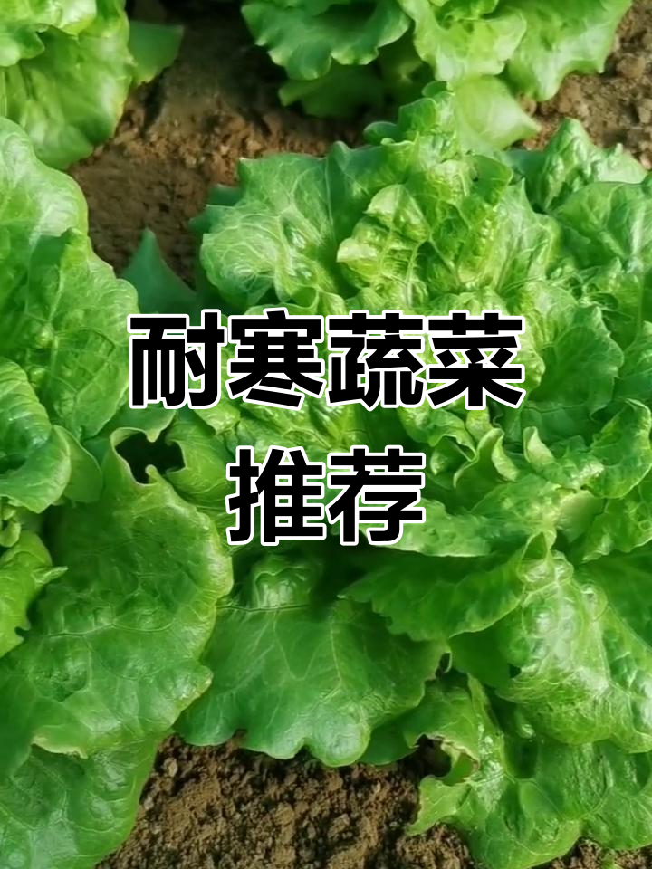 耐寒蔬菜种植指南,冬季也能吃新鲜