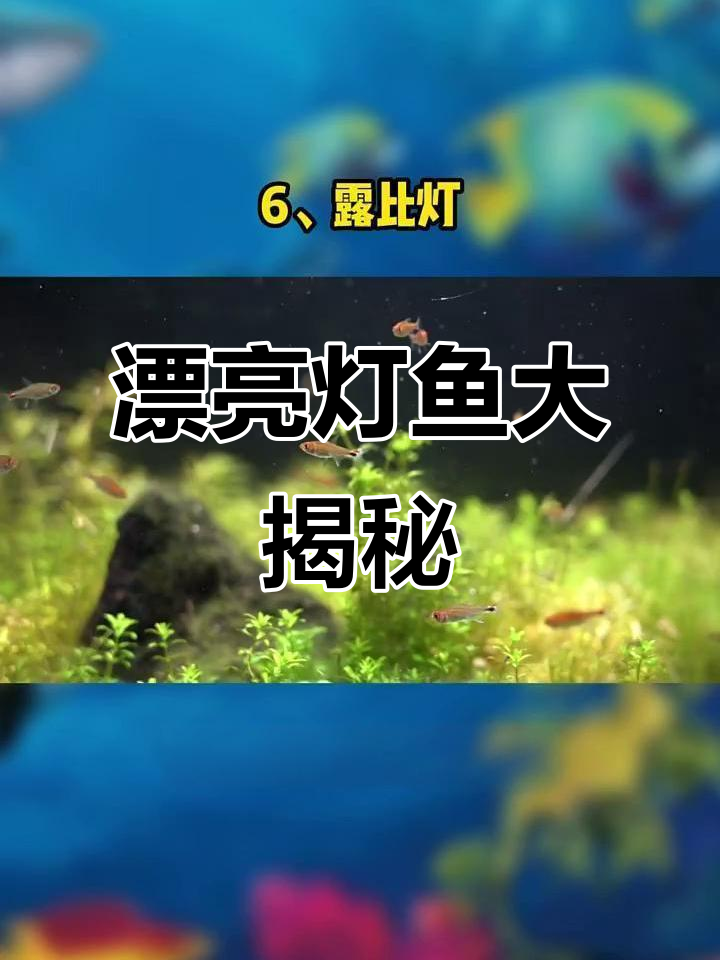 6种美丽灯鱼推荐,最后一种是高级玩家最爱