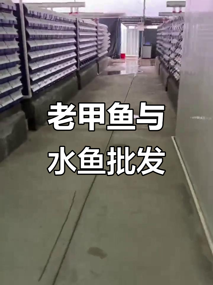 江西、湖南甲鱼批发,广东水鱼供应,各种规格任你选