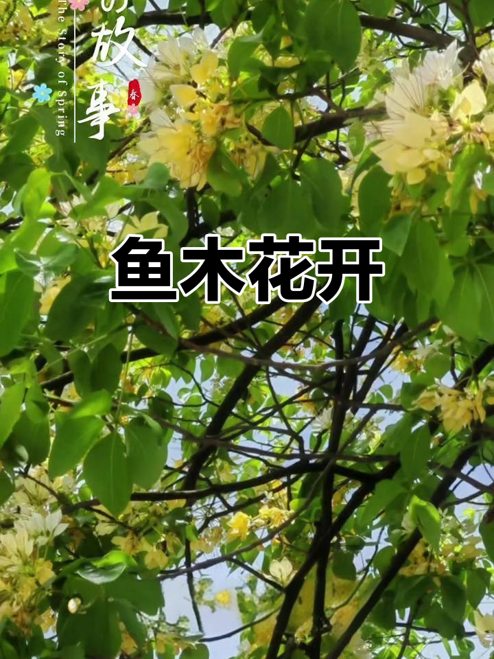 四月鱼木花盛开,轻盈如蝶舞动,风中飘散醉人芬芳