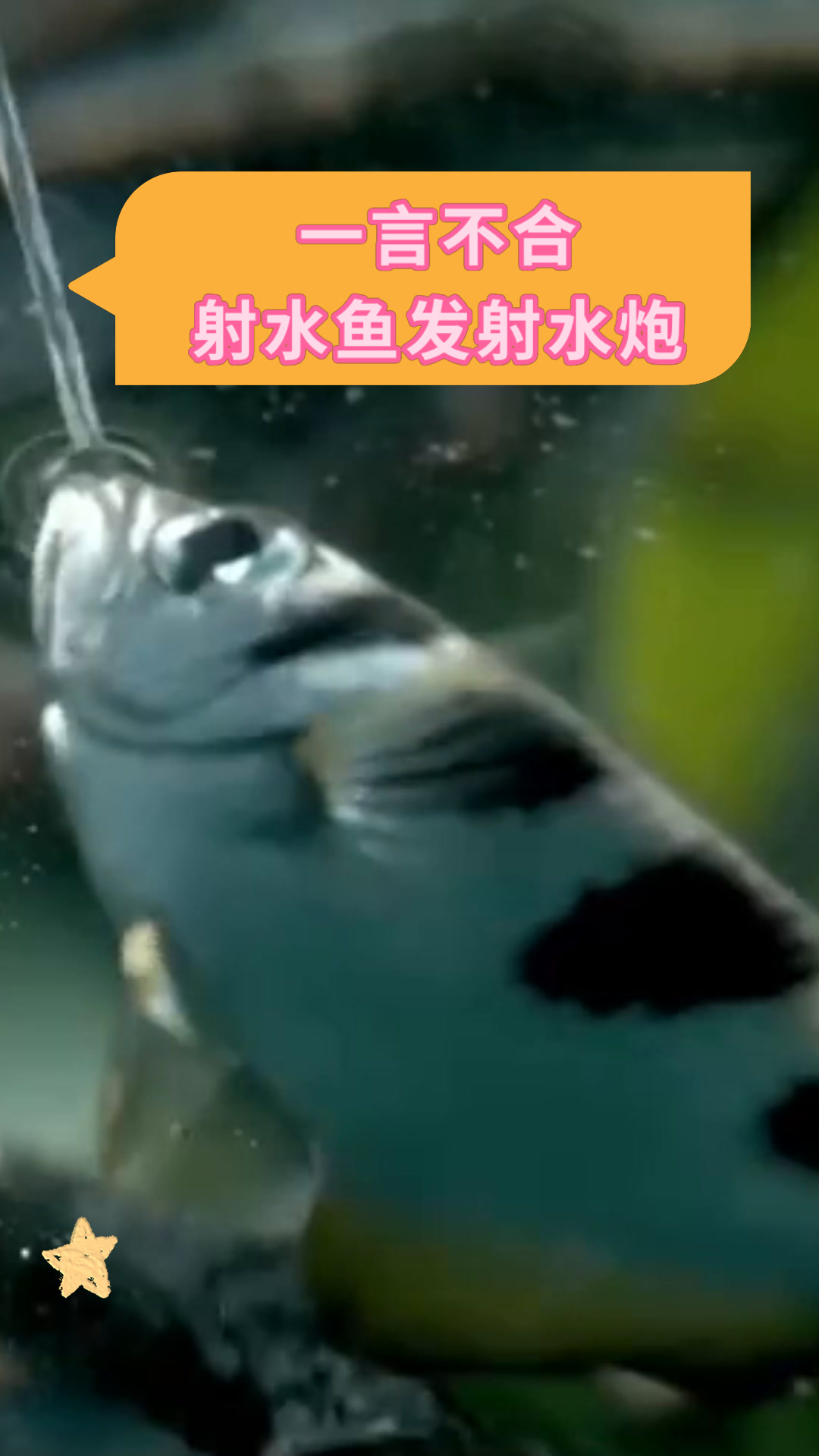 一言不合射水鱼发射水炮
