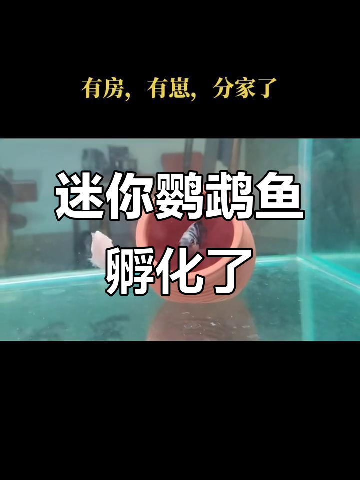 小鱼孵化后分缸,父母守护宝宝成长
