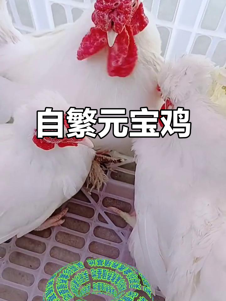 元宝鸡:自繁自养珍禽,观赏价值高