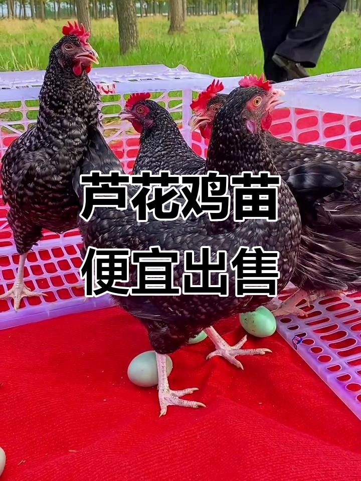 芦花鸡苗十元一只,养不起了快带走!