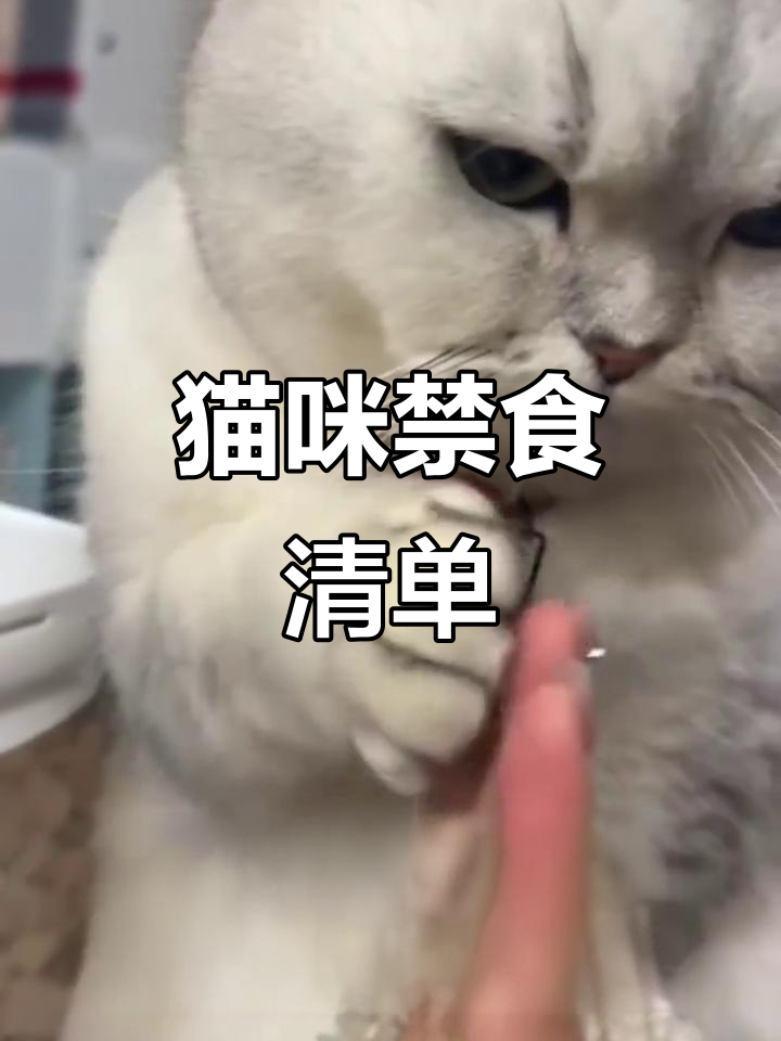 猫咪不能吃的食物大揭秘,巧克力、葡萄等致命!