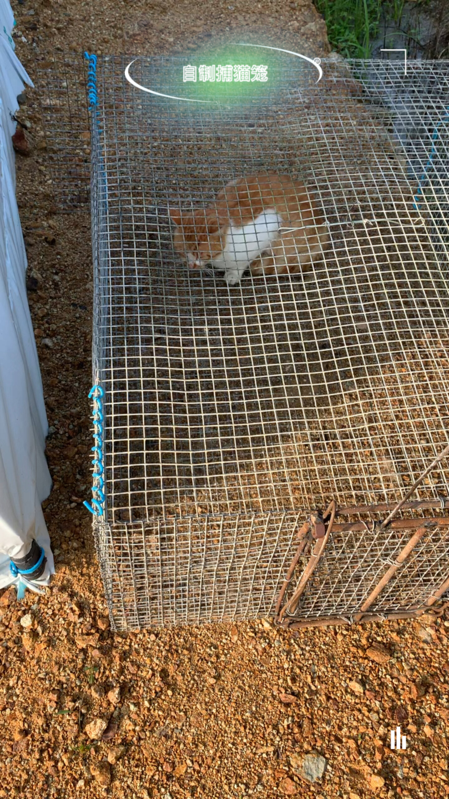 自制捕猫笼