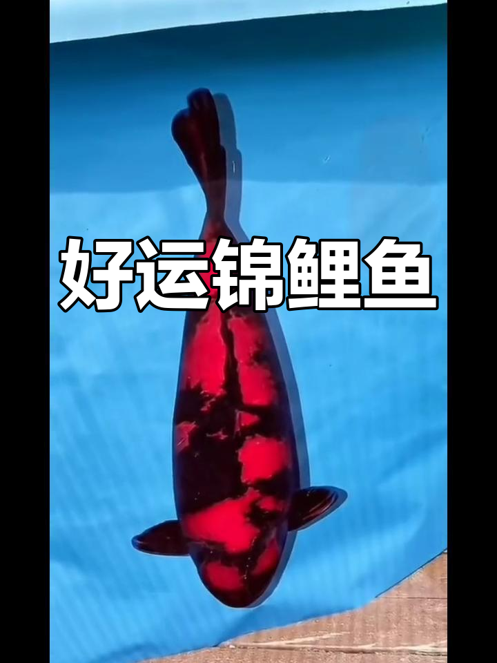 锦鲤好运连连,红白黑五色交织的招财鱼
