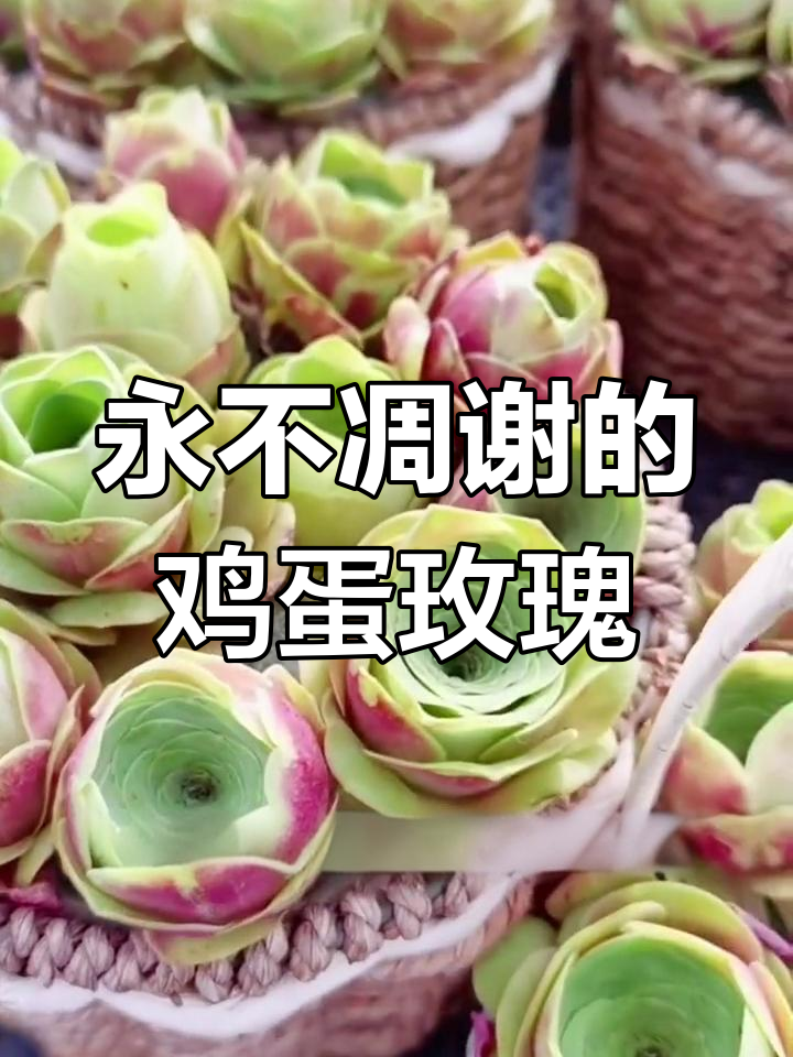 鸡蛋玫瑰:永不凋谢的美丽花朵,夏季控水养护技巧