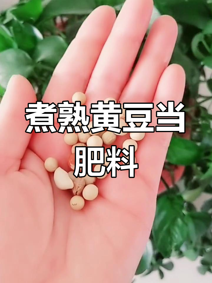 黄豆做化肥,简单又有效