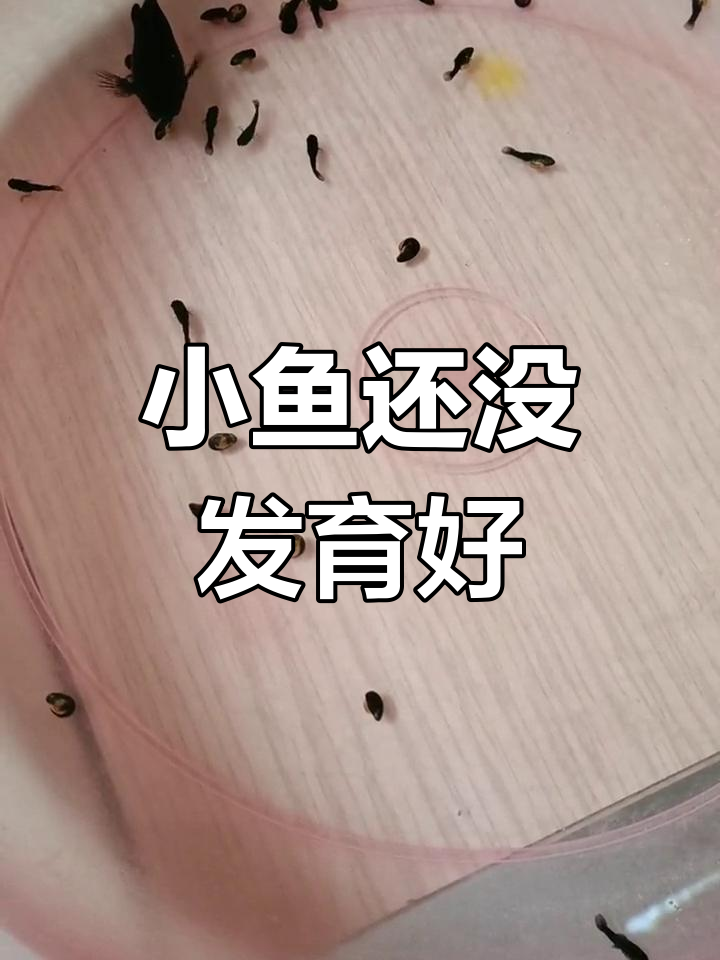 皮球鱼产下的小鱼像死胎,别急再等等