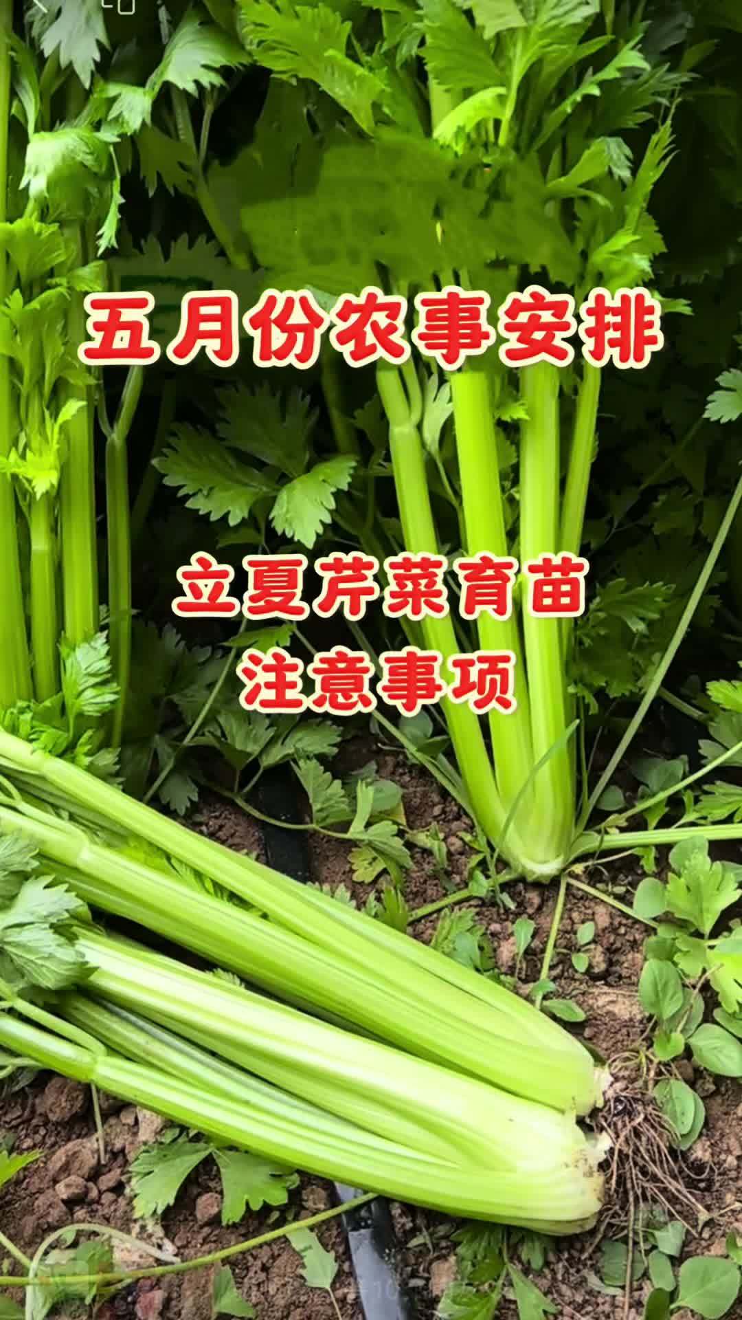 五月份农事安排:三立芹菜开始育苗!三农服务 芹菜 农业种植