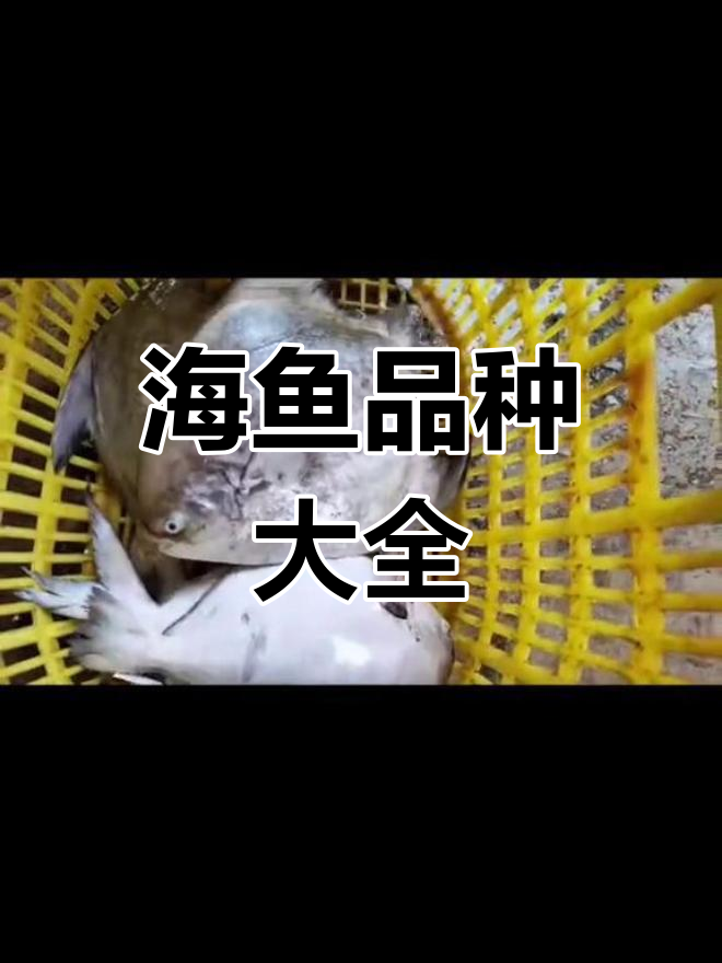 各种海鱼种类介绍:马友、斗鲳、青衣等
