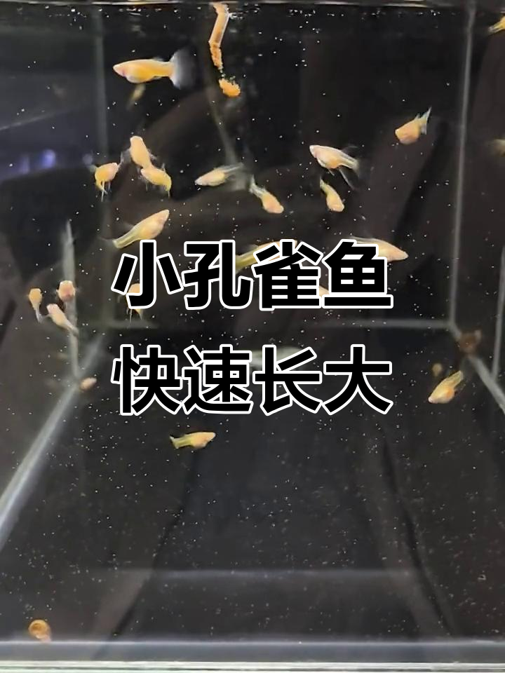 孔雀鱼苗30天成长全纪录,从蛋黄到成鱼的蜕变
