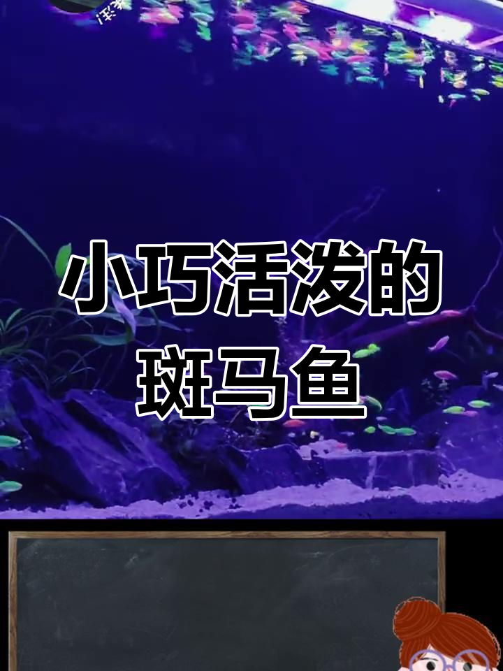 斑马鱼:一生为科研贡献,新手必养的小型热带观赏鱼