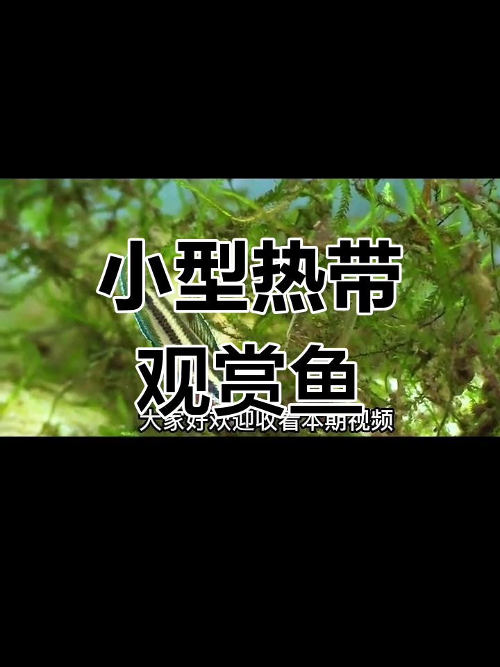 罕见国产斗鱼品种介绍