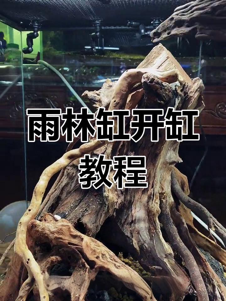 雨林缸造景全攻略:从骨架到细节打造完美生态