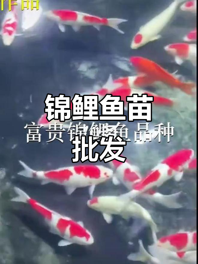 优质锦鲤鱼苗,批发供应,深圳、佛山多地可放生