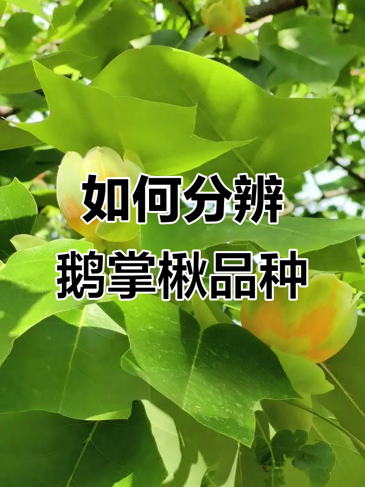 北美、中国鹅掌楸与杂交品种大揭秘,如何区分它们?