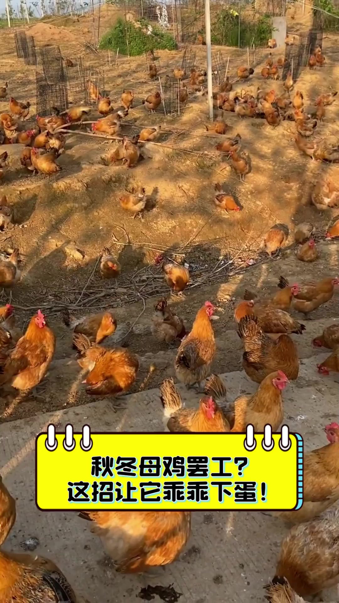 秋冬母鸡罢工?这招让它乖乖下蛋!