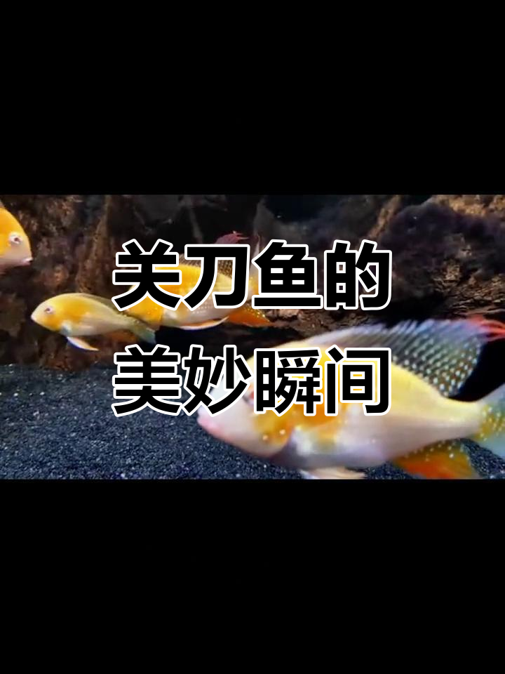 观赏鱼关刀鱼的魅力展示