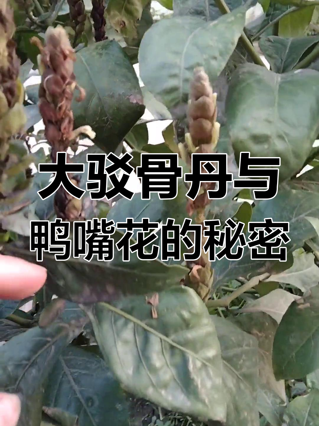 鸭嘴花大揭秘:如何用薄菇丹治疗鸭子疾病