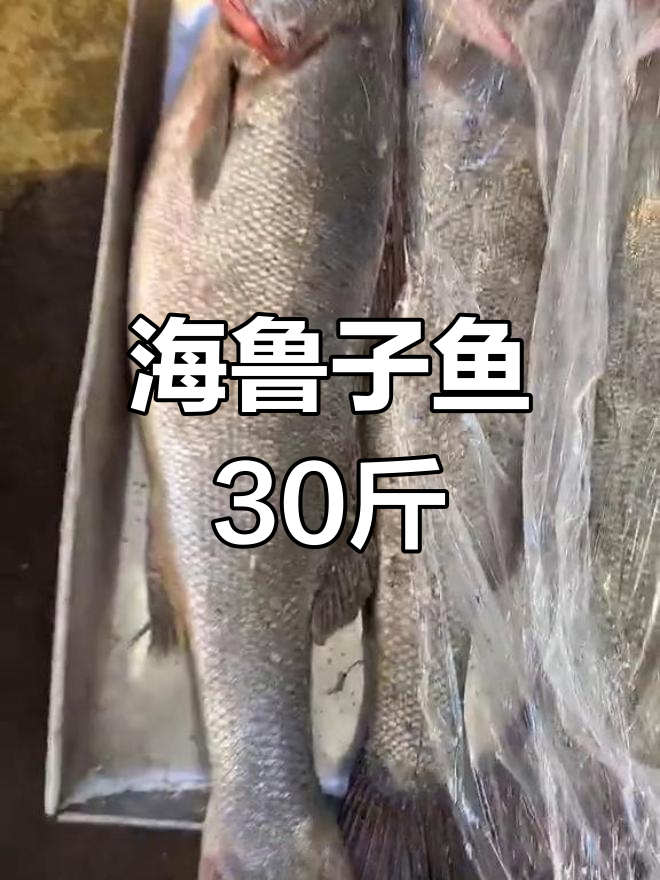 野生海鲁子鱼,30斤大条
